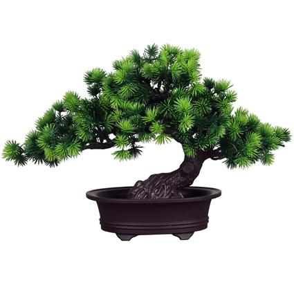 Bonsai