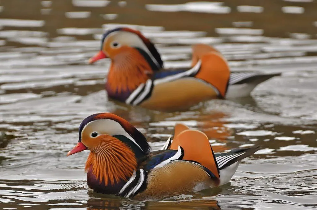 patos mandarines para el amor | armonia feng shui