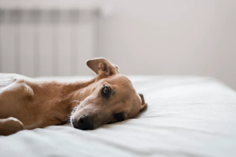 Mascota descansando en la cama | feng shui para mascotas